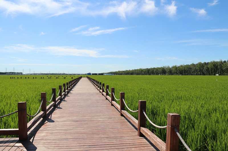 小站稻振兴项目-高标准农田建设项目初步设计